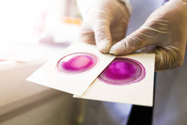 Purple pretri dish in microbiology science laboratory and test Equipment, Medicine, Plate, Petri Dish bacterial mat photos stock pictures, royalty-free photos & images
