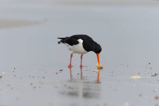 Eurasian oystercatcher eating a mollusk (Haematopus ostralegus)