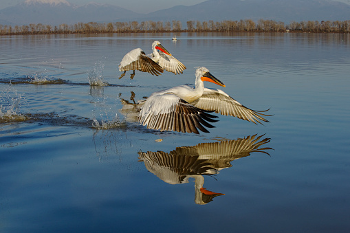 These gooses arrive at the wetlands of the south before winter to be more comfortable with the temperature and food.