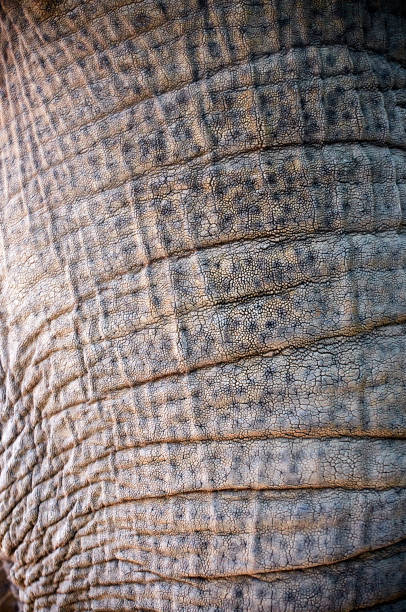 istock trunk of elephant with rough skin 1089752798