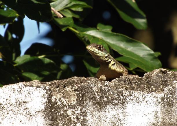 istock Lizard lurking on the wall top. Squamata: Tropidurus torquatus 1089752824