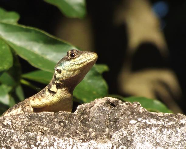 istock Lizard lurking on the wall top. Squamata: Tropidurus torquatus 1089752826