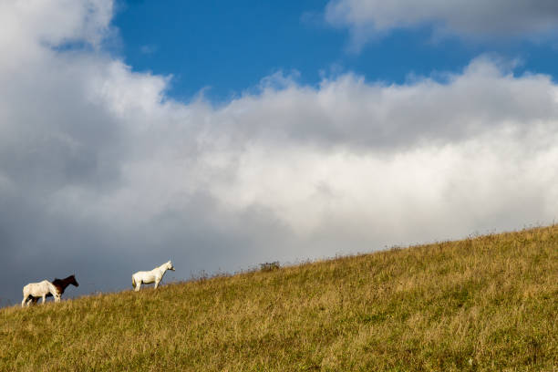 istock Horse grazing on meadow 1089752900