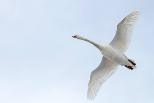 istock Mute Swan in flight blue sky (Cygnus olor) 1089754980