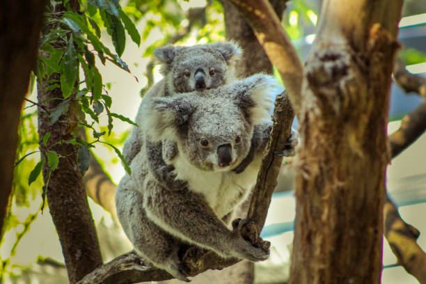primo primo tempo della madre koala con il suo bambino sul retro che salta tra gli alberi in estate nello zoo di sydney (sydney, nuovo galles del sud, australia) - koala australia sydney australia animal foto e immagini stock