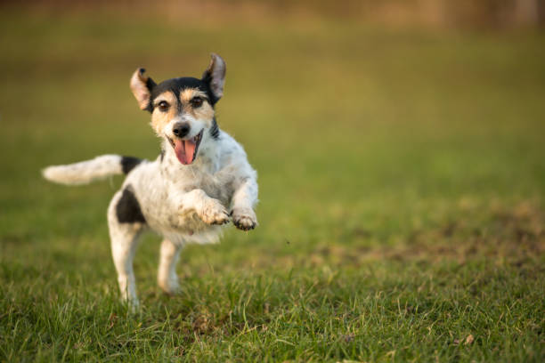 small dog runs and flies over a green meadow in spring. Jack Russell Terrier Hound 8 years old stock photo