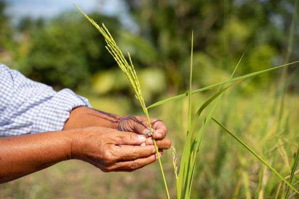 istock Farmers make a ring garden ceremony for rice plants. 1089764152