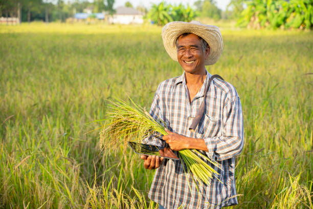 happy Thai female farmer harvesting rice in countryside Thailand happy Thai female farmer harvesting rice in countryside Thailand agricultural occupation stock pictures, royalty-free photos & images