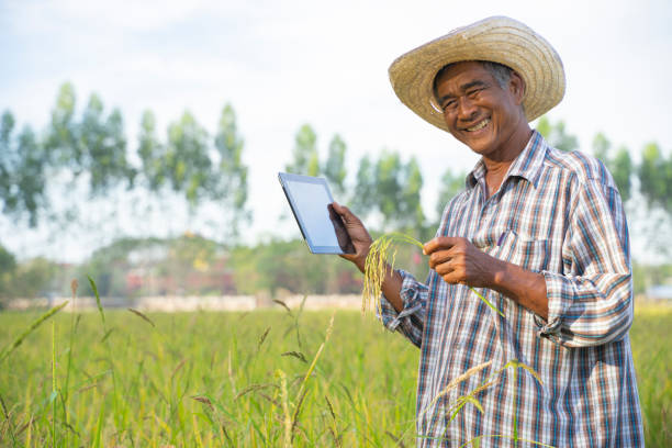 The farmer stood holding the rice plant and the taplet on his field. The farmer stood holding the rice plant and the taplet on his field. agricultural occupation stock pictures, royalty-free photos & images