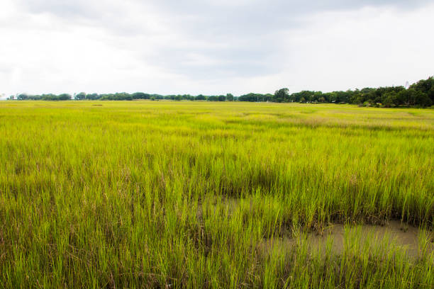 istock salt marsh at Shem Creek in Mount Pleasant South Carolina 1089766412