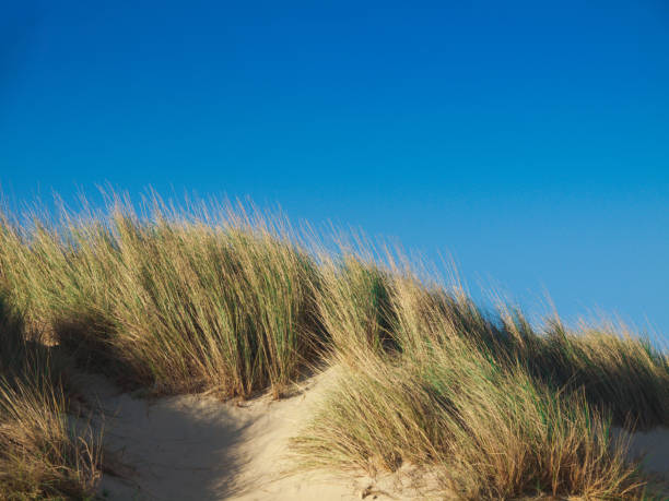 istock Dune with beach grass against blue sky 1089766602