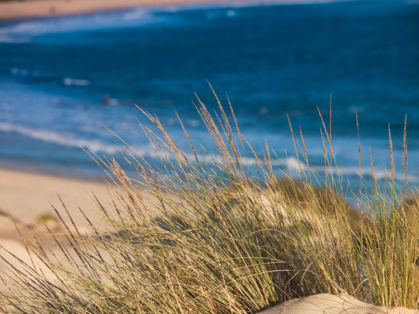 istock Dune with beach grass in Tarifa, costa de la luz, Spain, Europe 1089766664