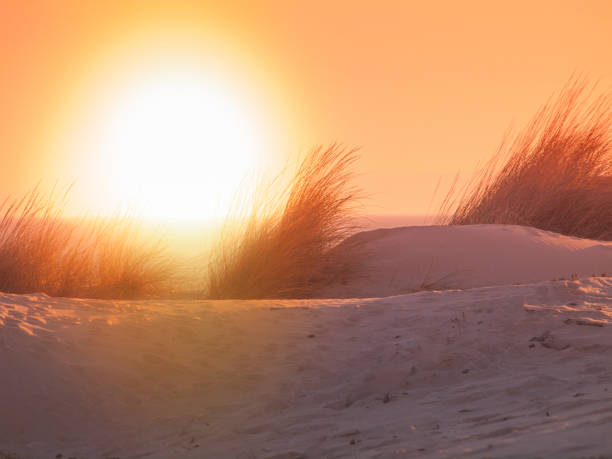 Sunset on the sand beach with beach beach grass