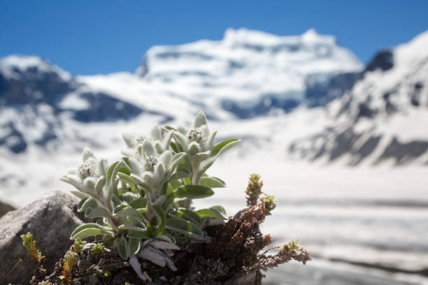 edelweiss con sullo sfondo montagna grand combin e glacier de corbassiere. è vicino a cabane fxb panossiere. - stella alpina foto e immagini stock