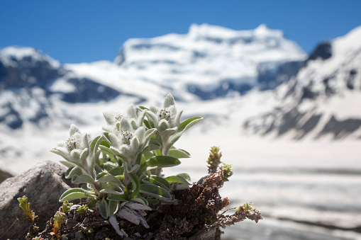 Edelweiss with on the background mountain Grand Combin and Glacier de Corbassiere. It is near Cabane FXB Panossiere.