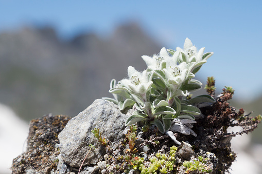 Edelweiss (Leontopodium nivale) near Glacier de Corbassiere and Cabane FXB Panossiere.