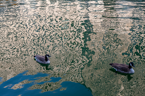 Two geese swimming in architectural reflections in Chicago River of Chicago Loop