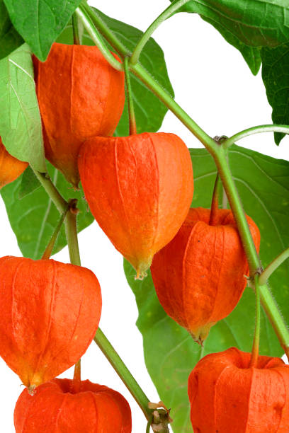 istock branch of physalis with leaves isolated on white background 1089768890