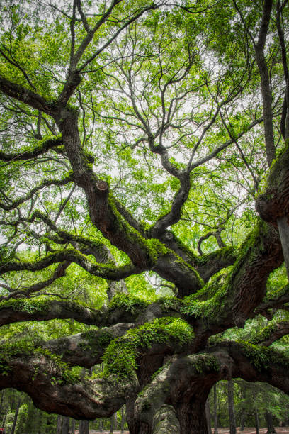 istock angel oak tree in John’s Island South Carolina 1089769006
