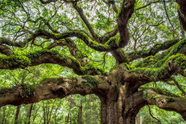 istock angel oak tree in John’s Island South Carolina 1089769278