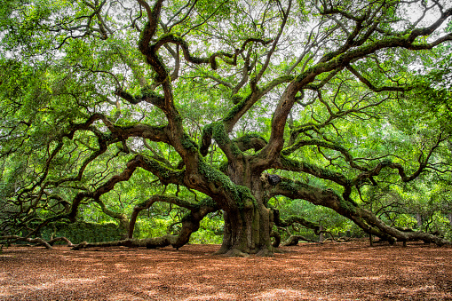 a picture of angel oak tree in John’s Island South Carolina