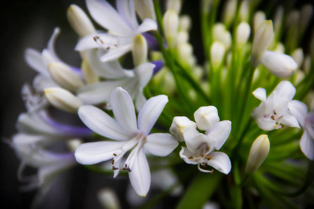 white lilies at the magnolia plantation in charleston south carolina - magnolia southern usa white flower imagens e fotografias de stock