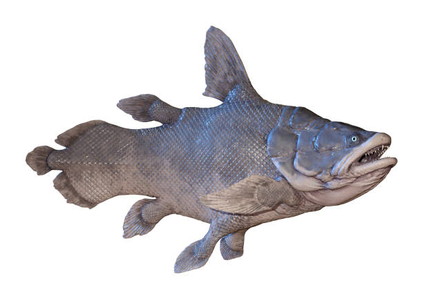 3D rendering of a Mawsonia, an extinct genus of prehistoric coelacanth fish isolated on white background