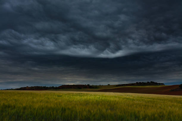 Photo of Fields of cereals under the storm