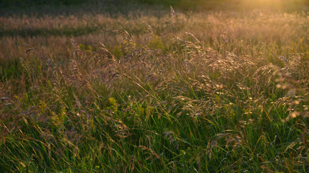 istock Wild oats in wind at sunset light 1089775496