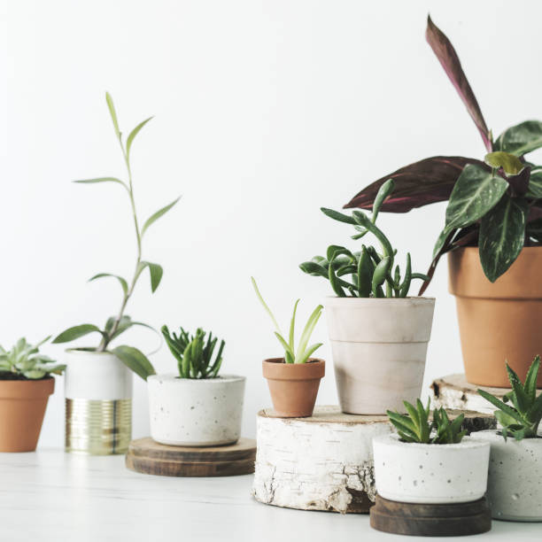 composición moderna de casa jardín con diversas plantas en macetas de arcilla roja en el estante de mármol. concepto de espacio de copia en la sala de diseño. - new life growth desert plant fotografías e imágenes de stock