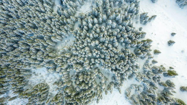 istock Aerial view of the forest at winter. 1089778202