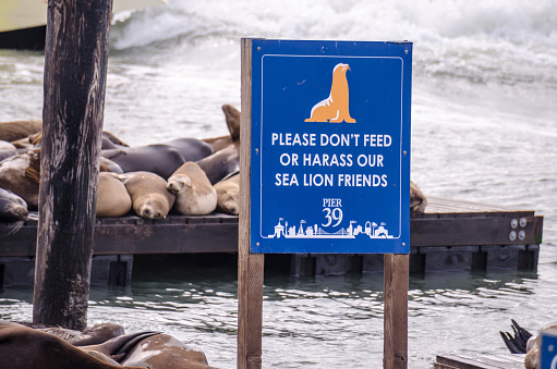 San Francisco, California - August 12, 2018: Sign warns visitors not to feed or harass the sea lions on the docks of Pier 39 in San Francisco