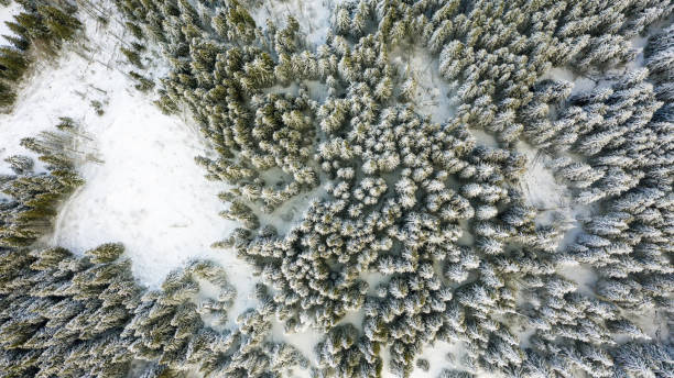 istock Aerial view of the forest at winter. 1089783464