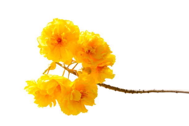 istock Yellow Flower (Cochlospermum regium flower) isolated on white background. 1089783534