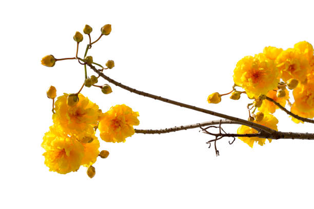istock Yellow Flower (Cochlospermum regium flower) isolated on white background. 1089783538