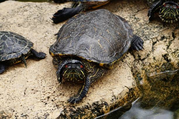 istock Chinese Stripe-necked Turtles or golden thread turtle 1089784590