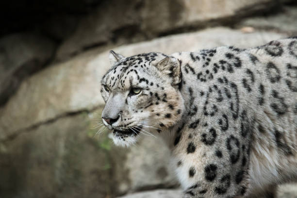 istock Snow Leopard on display at a local zoo 1089784884
