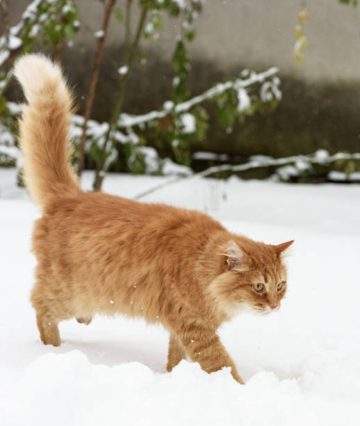 istock big red cat walking in the snow 1089785260