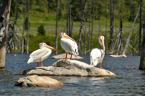 Pelicans rest on rocks of Quake Lake, Montana