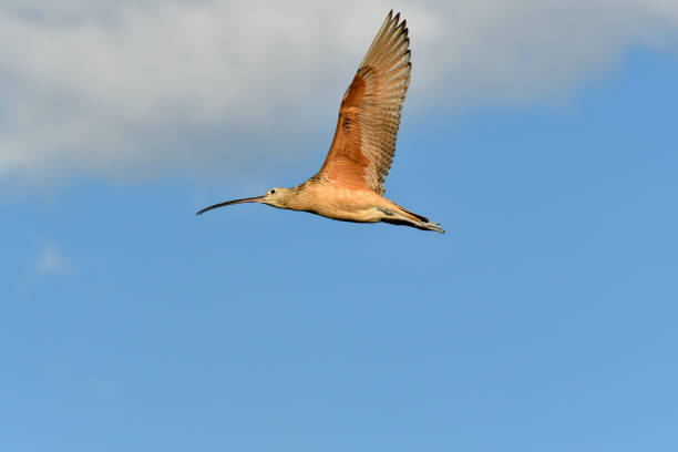 Long-billed Curlew a Curlew flies over a grassy field in Central Montana numenius americanus stock pictures, royalty-free photos & images