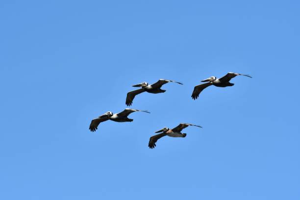 istock California Brown Pelican 1089790196