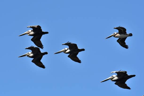 istock California Brown Pelican 1089790198