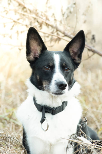 istock Black and white mixed breed dog sitting on field 1089790532