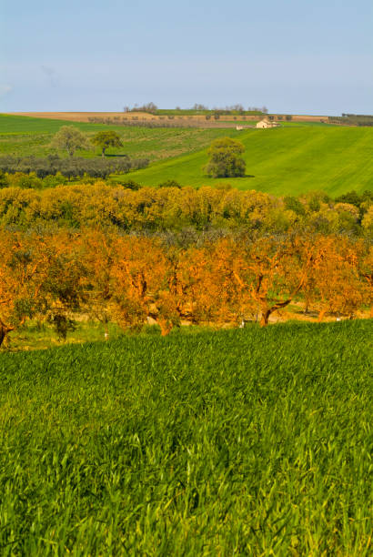 campi di grano, puglia, italia - agriculture tree rural scene nature foto e immagini stock