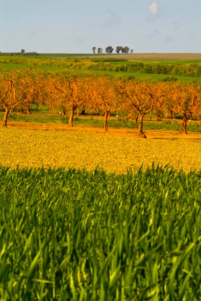 campi di grano, puglia, italia - agriculture tree rural scene nature foto e immagini stock