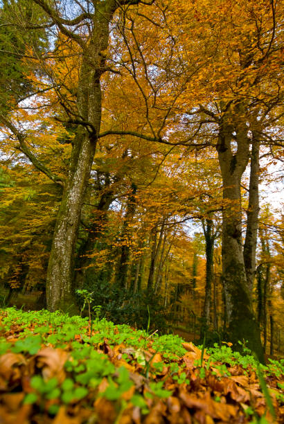 The autumn season in the Umbra Forest, Gargano, Apulia, Italy