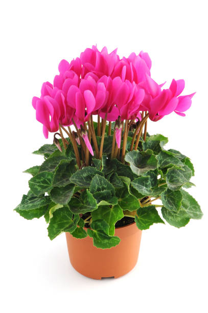 sowbread (Cyclamen) flowerpot on white isolated background.