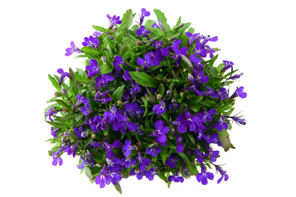 blue Lobelia flowerpot on isolated white background.