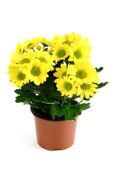 istock chrysanthemum flowerpot at white isolated background. 1089793470