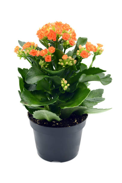 istock Kalanchoe blossfeldiana flowerpot 1089793484